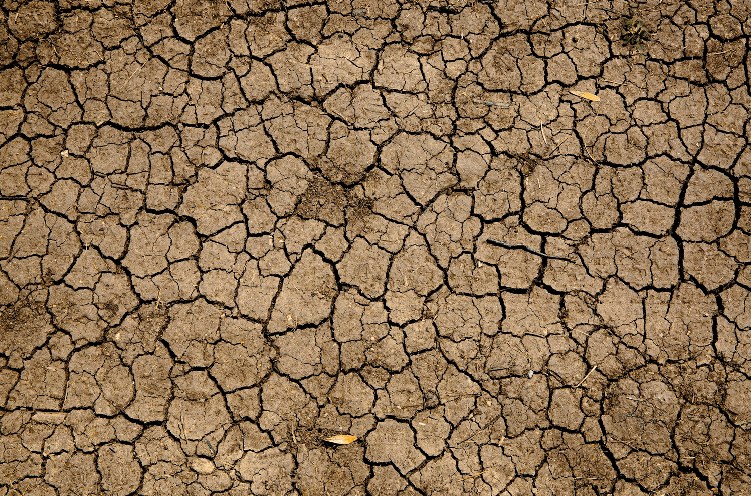 Dried earth