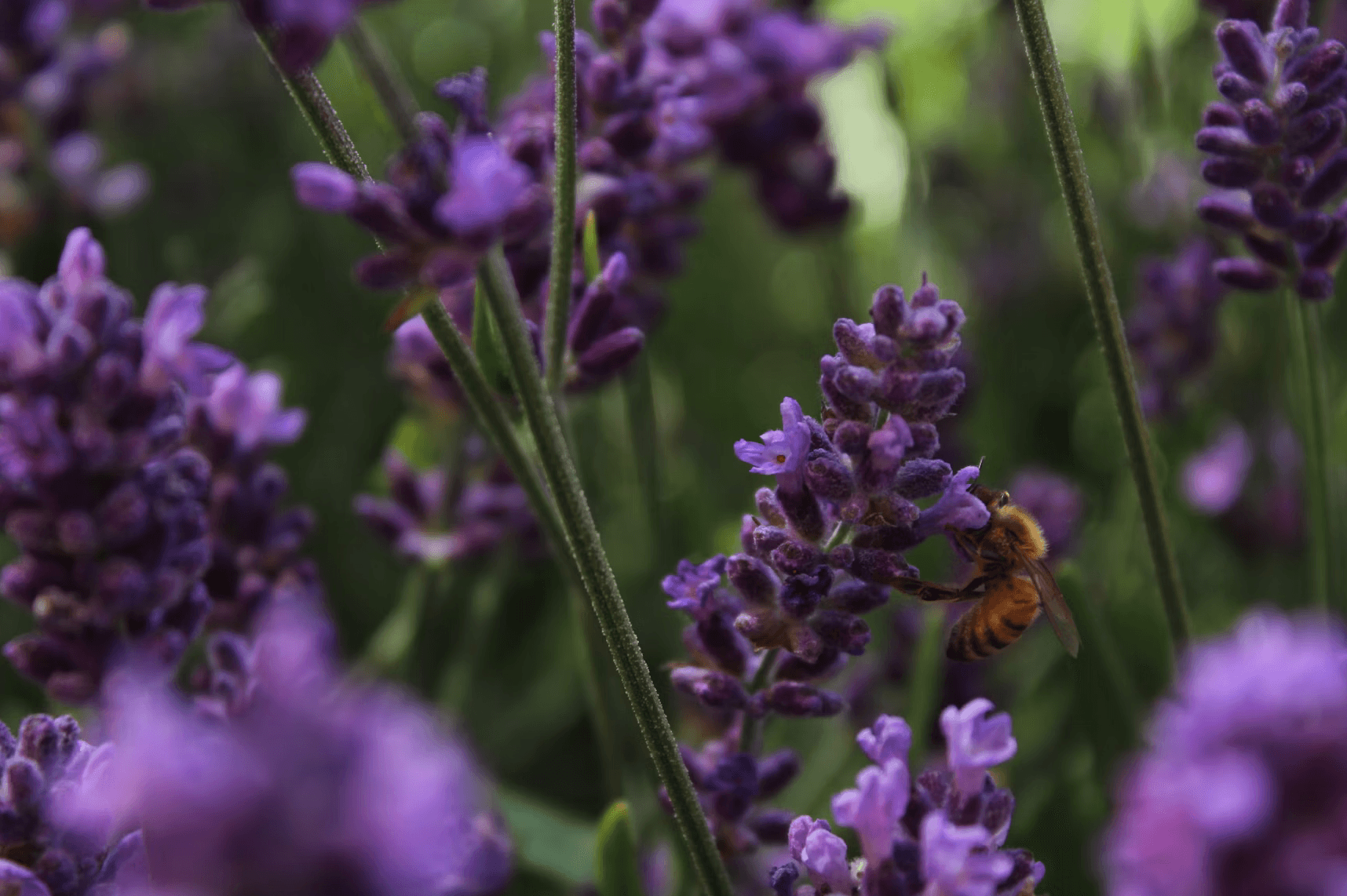 Local flowers & a bee