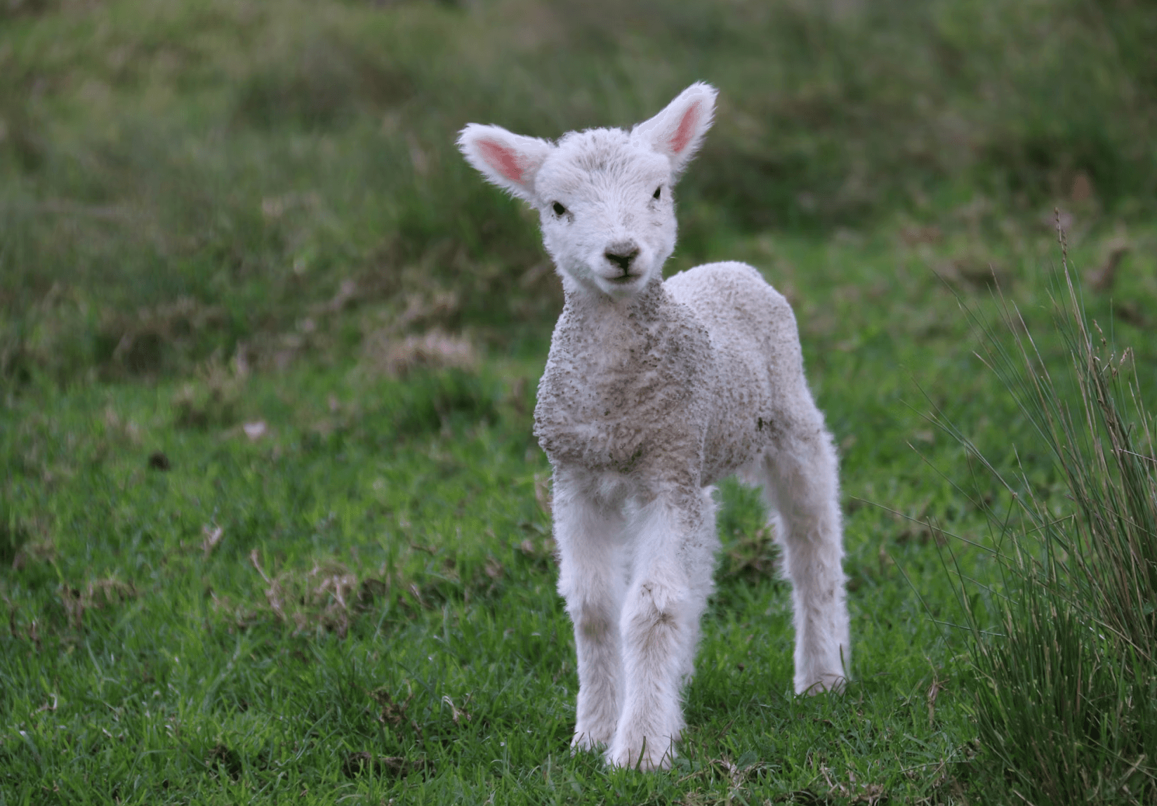 A cute lamb
