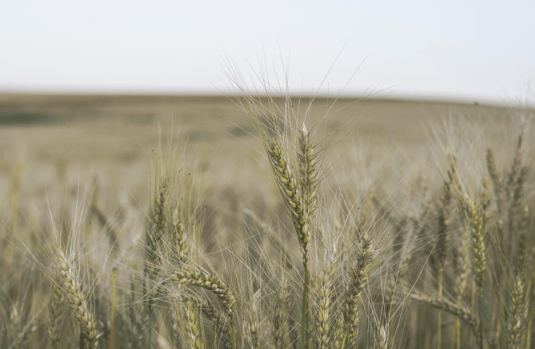 Grain crops in a field