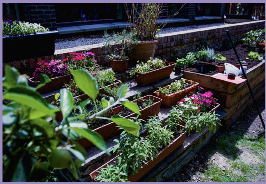 Garden - Plants and Greenery