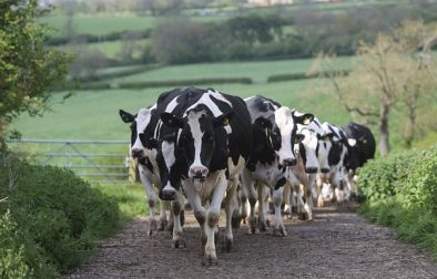 The number of dairy farms in Britain has plummeted to around 10,500 today Photo: Martin Pope/Telegraph