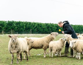 Chanukah Party - Jewish Vegetarian Society