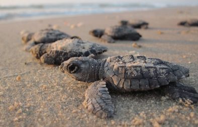 sea-turtles-livekindly-plant-based-news