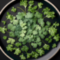 caliginous_parsley_on_a_large_plate_6785956b-e365-46d6-88de-1b11fde482aa