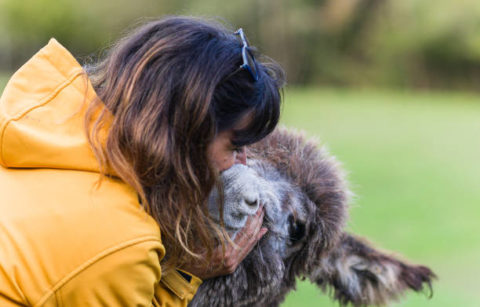 Veterinarian showing affection to donkey in a sanctuary located in quiros, asturias, spain, promoting animal welfare and environmental education