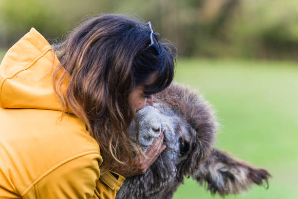 Veterinarian showing affection to donkey in a sanctuary located in quiros, asturias, spain, promoting animal welfare and environmental education