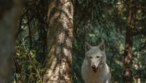 beautiful-white-wolf-forest_181624-35093