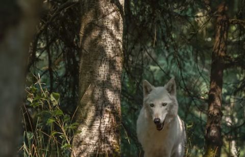 beautiful-white-wolf-forest_181624-35093