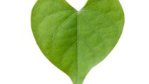 heart-shape-green-leaf-isolated-white-background_1323-310