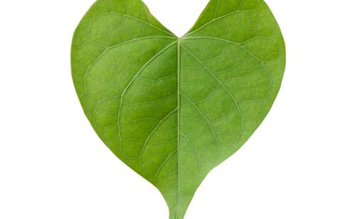 heart-shape-green-leaf-isolated-white-background_1323-310