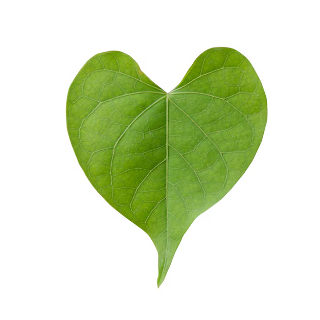 heart-shape-green-leaf-isolated-white-background_1323-310