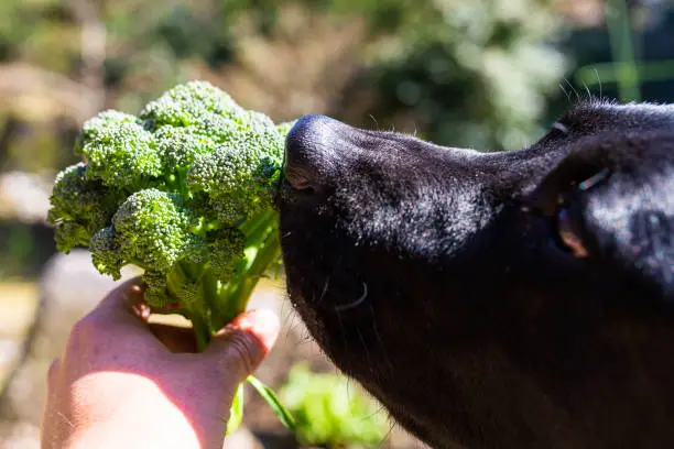 sustainable vegan dog food